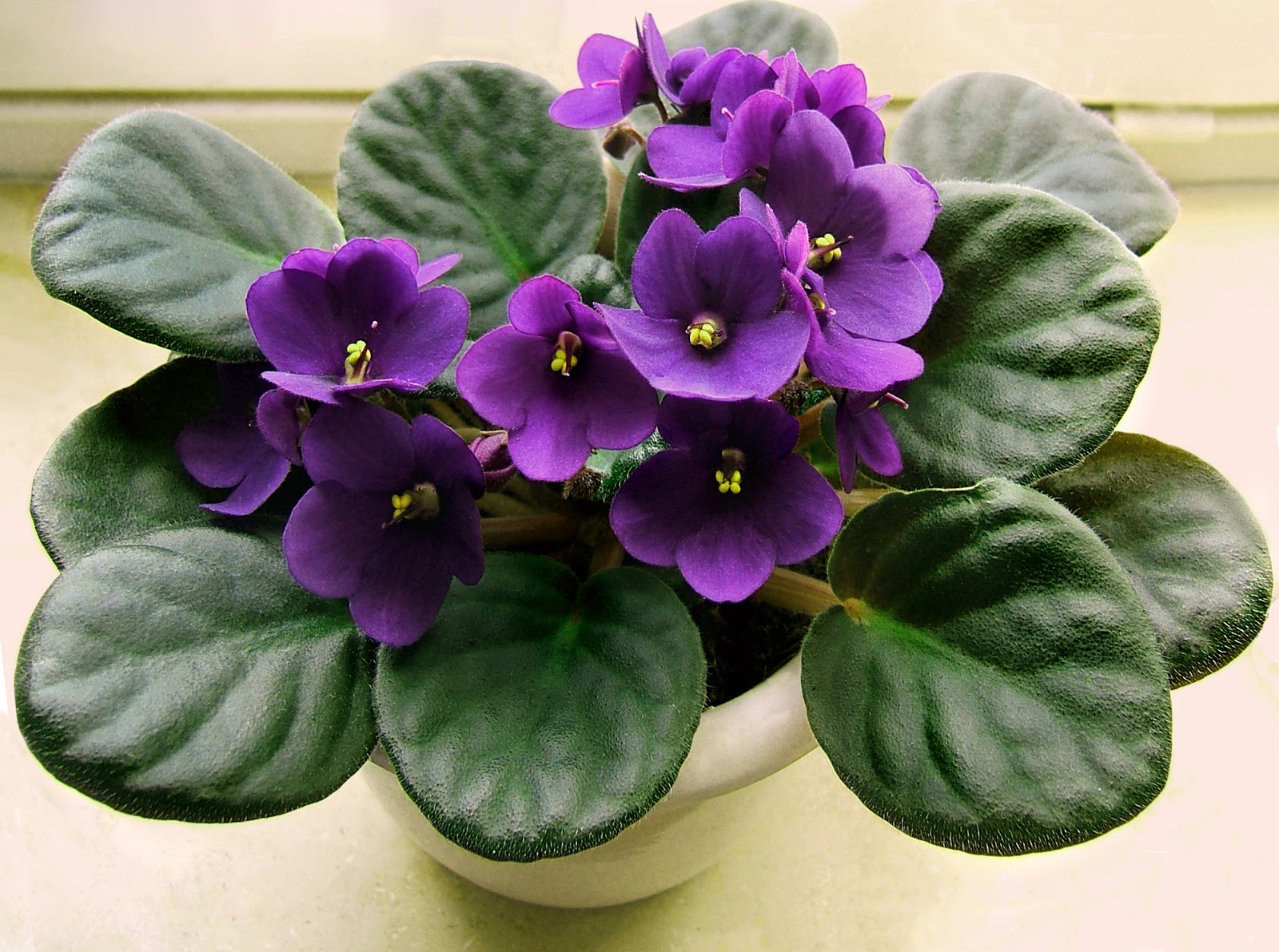 African Violets: How to Care for African Violets | The Old Farmer's Almanac