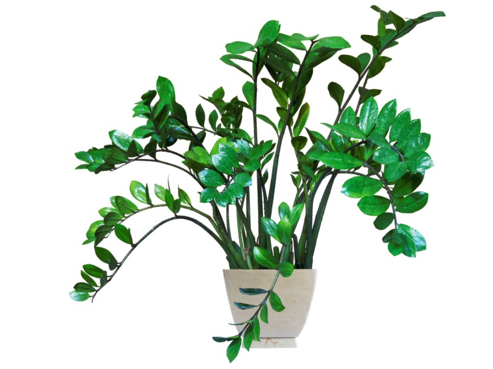 Indoor Plant- ZZ Plants